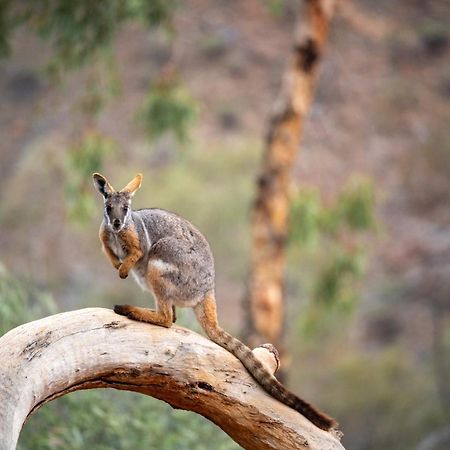 Hotel Arkaroola Wilderness Sanctuary Extérieur photo